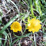 福寿草　花　230212